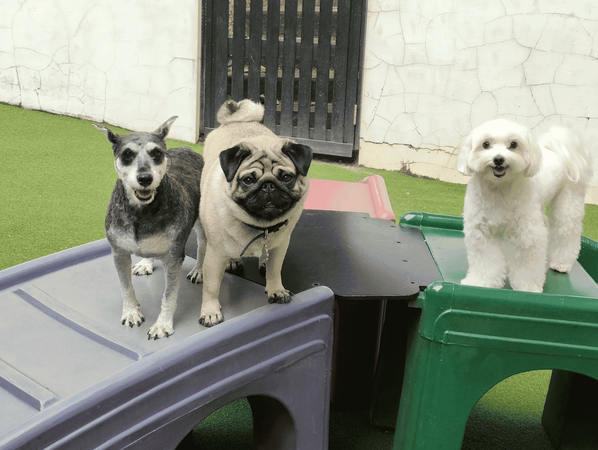 20 Days Daycare Package - Small Dog