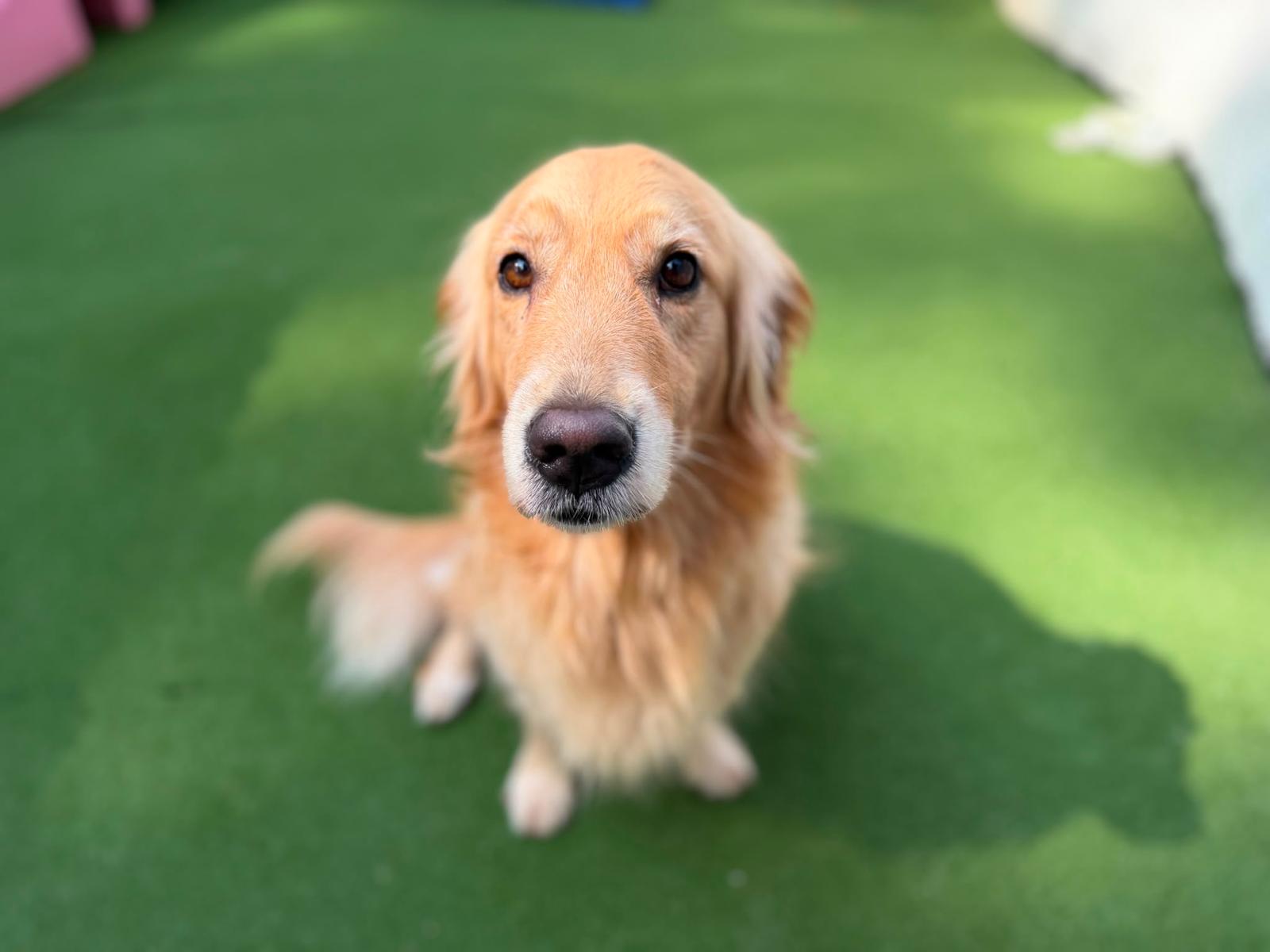 5 Days Daycare Package - Extra Large Dog
