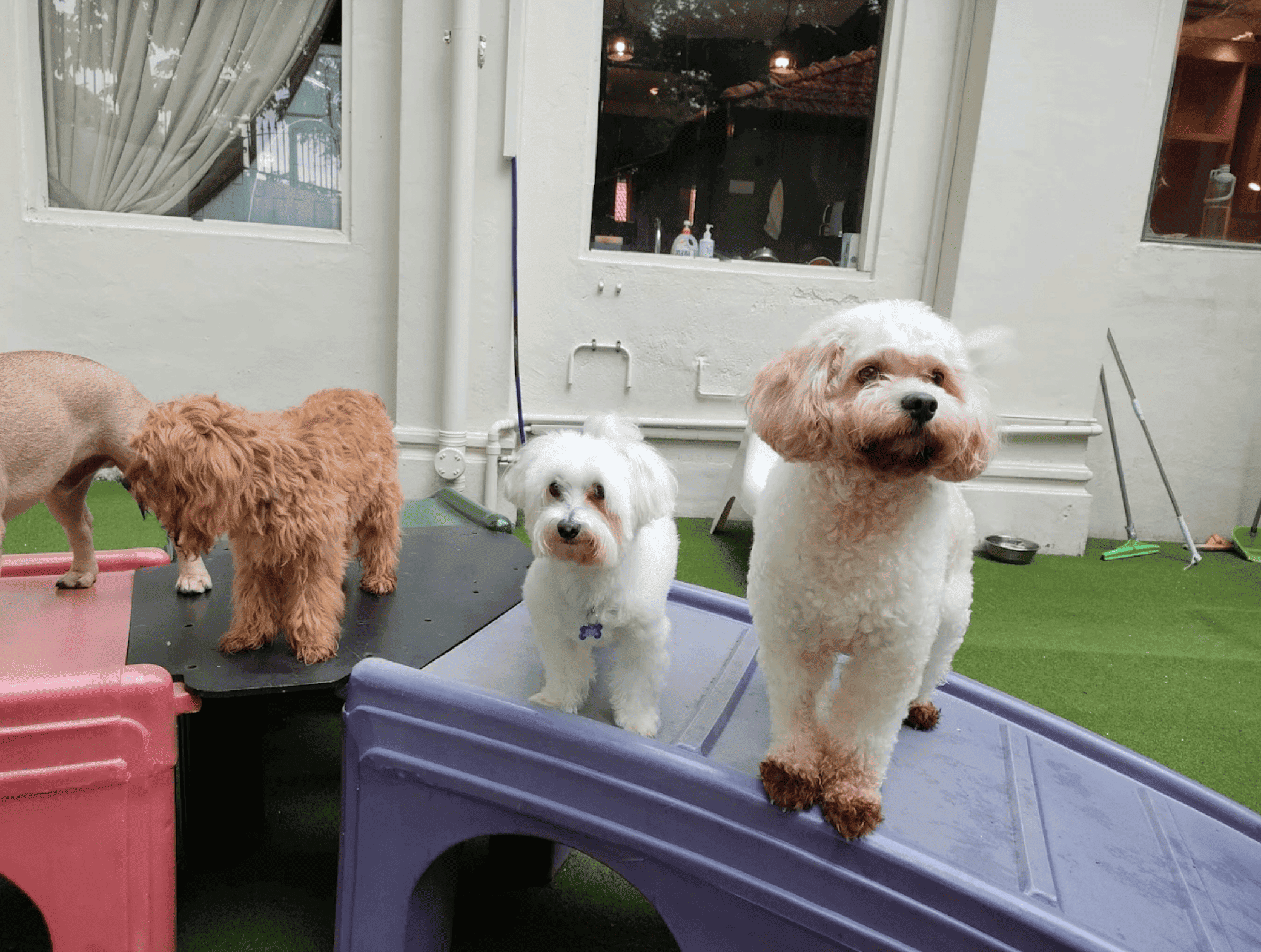 5 Days Daycare Package - Small Dog