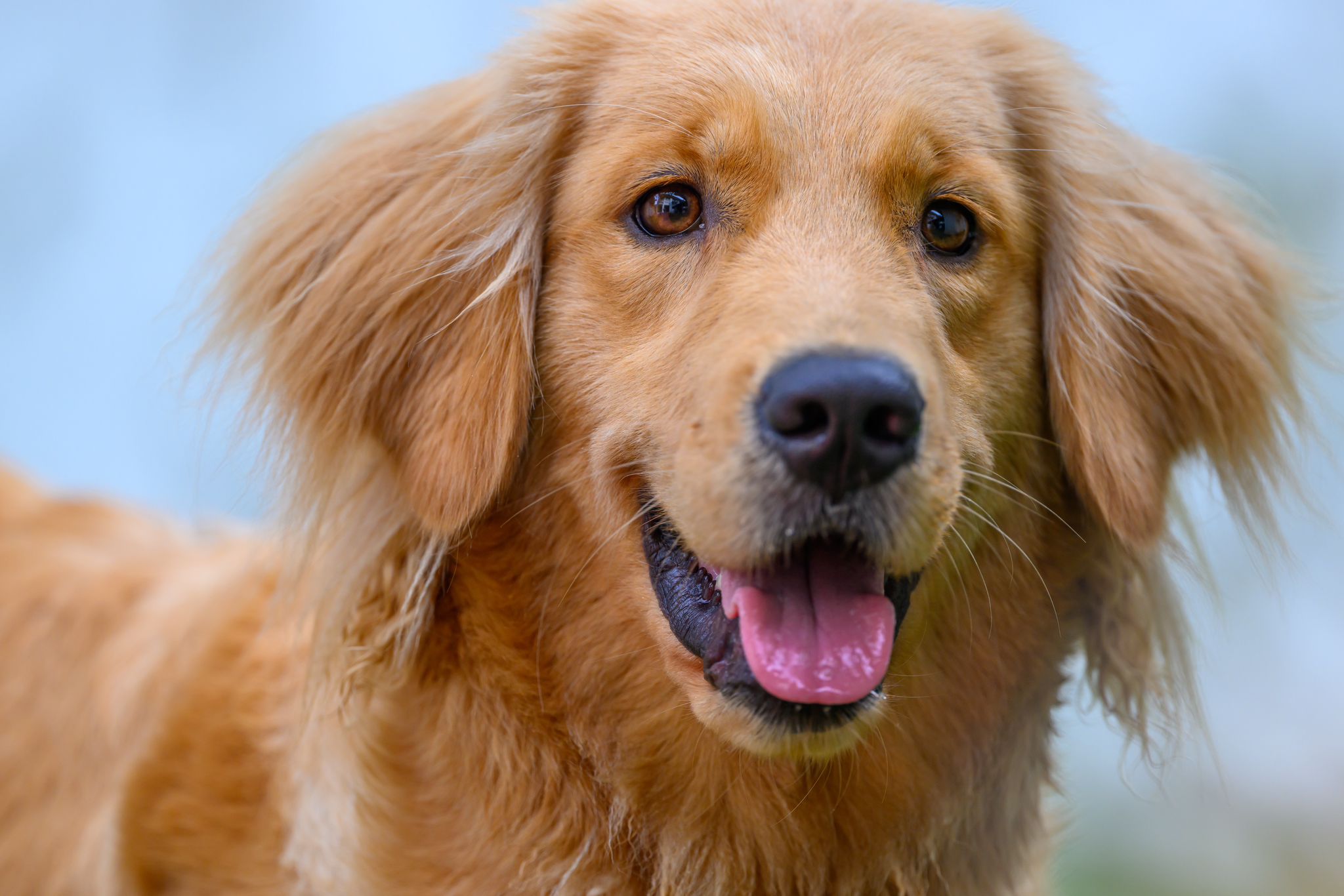 5-Day Pass [Large Breed - Daycare]