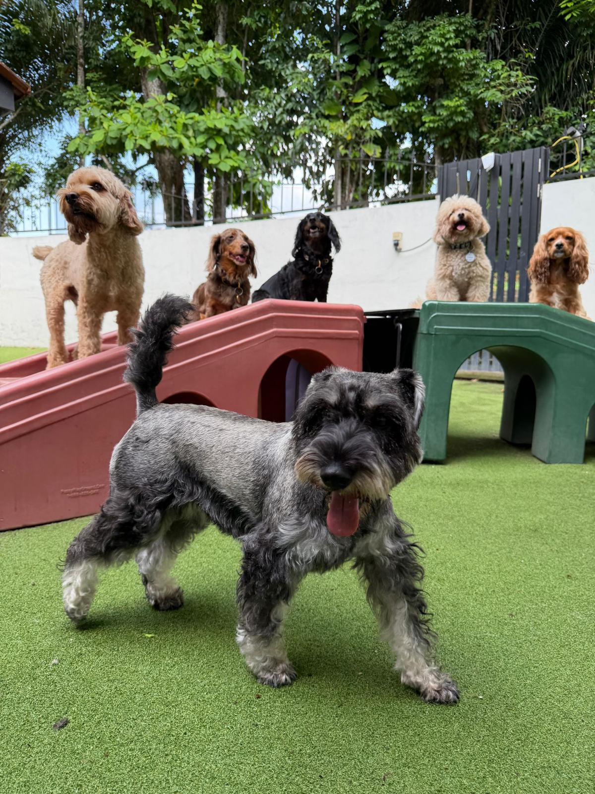 5 Days Daycare Package - Large Dog