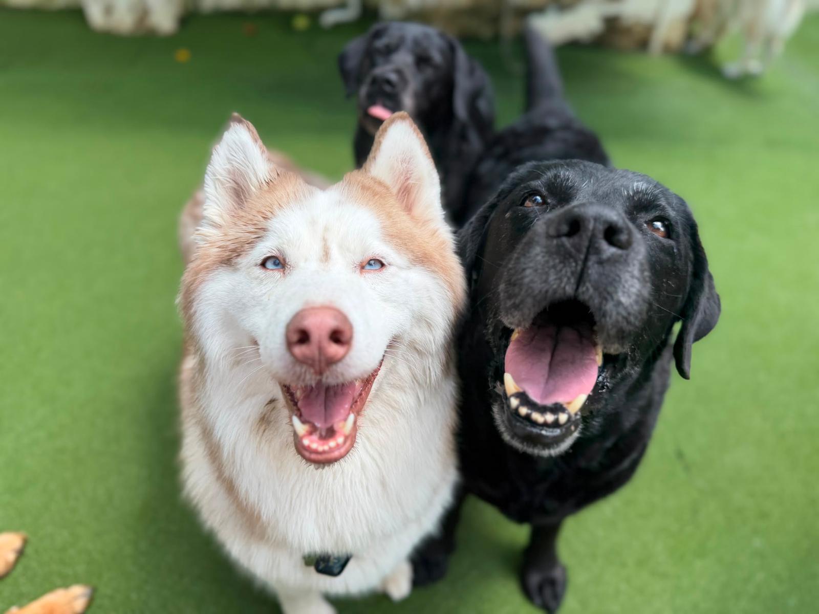 10 Days Daycare Package - Extra Large Dog