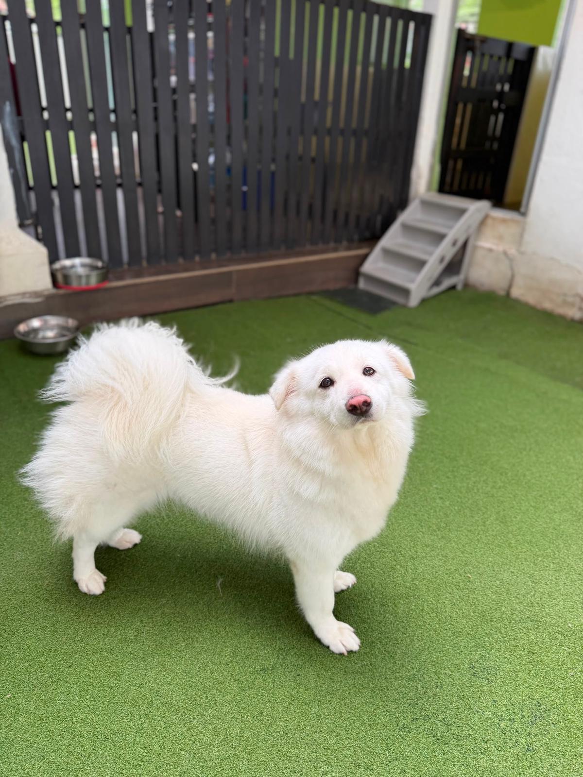 20 Days Daycare Package - Medium Dog