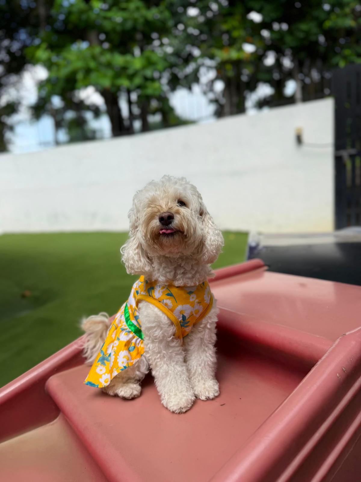 10 Days Daycare Package - Small Dog
