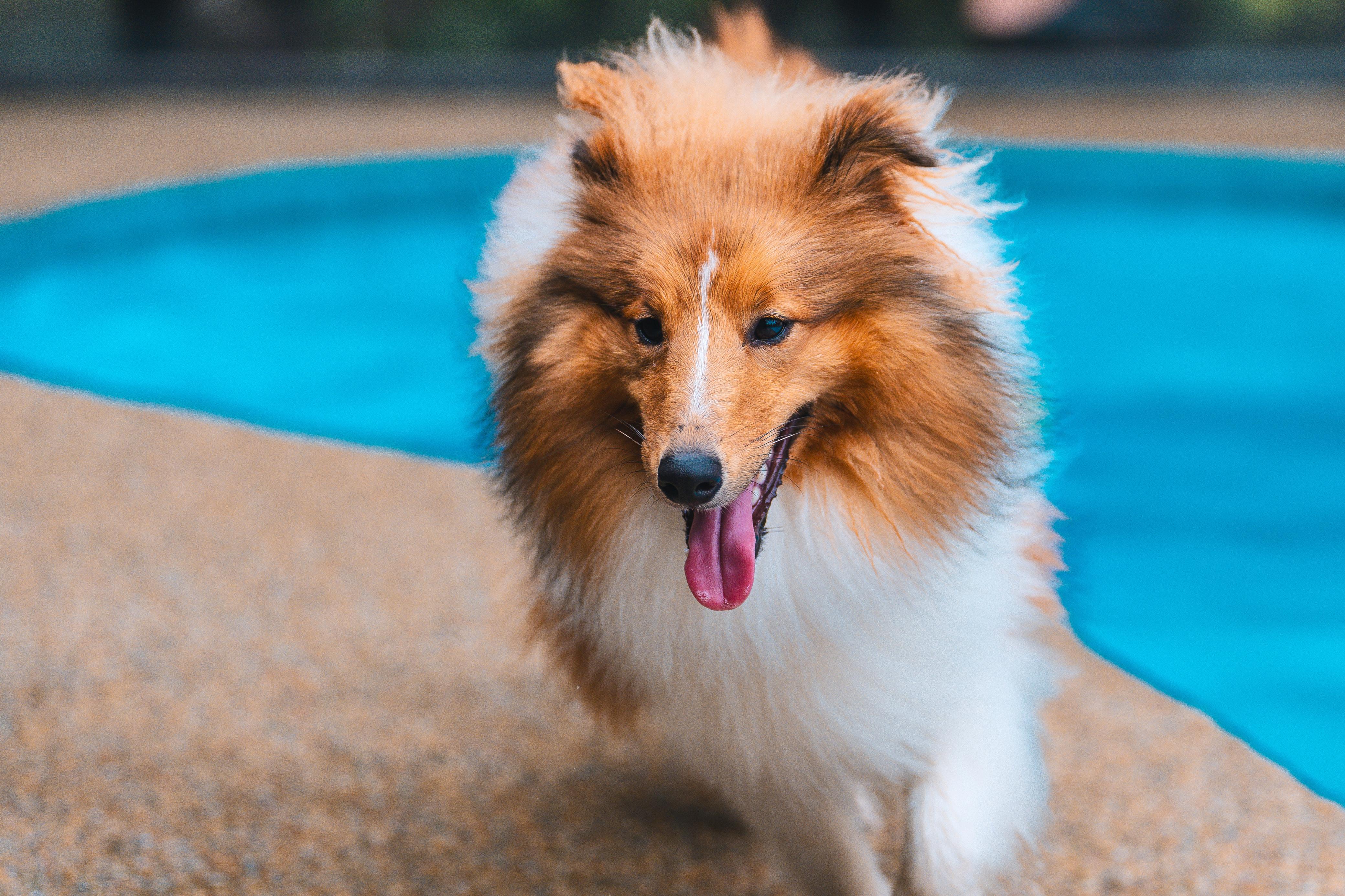 10-Day Pass [Medium Breed - Daycare]