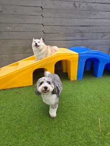  5 Days Daycare Package - Medium Dog