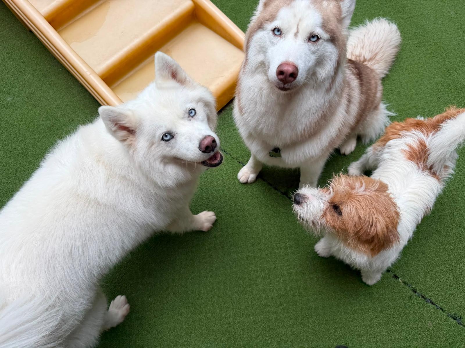 20 Days Daycare Package - Extra Large Dog