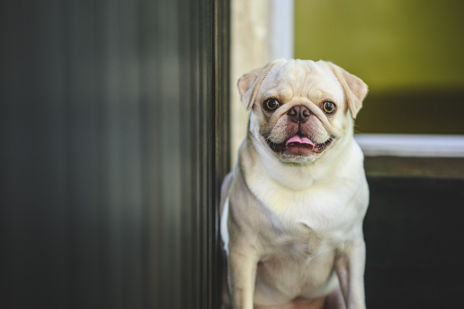 20-Day Pass [Small Breed - Daycare]