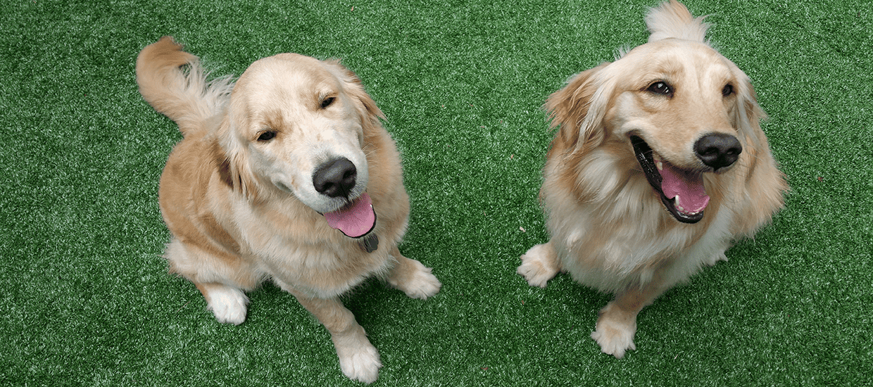 20 Days Daycare Package - Large Dog