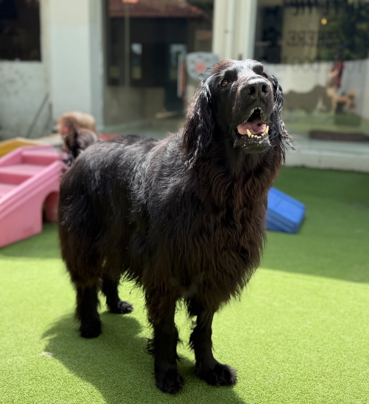 20-Day Pass [Extra Large Breed - Daycare]