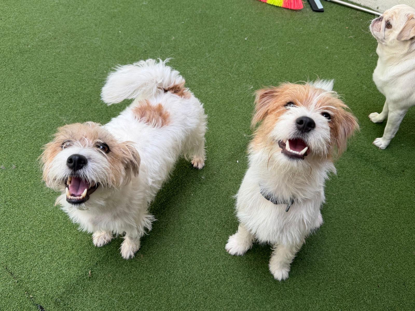 10 Days Daycare Package - Medium Dog