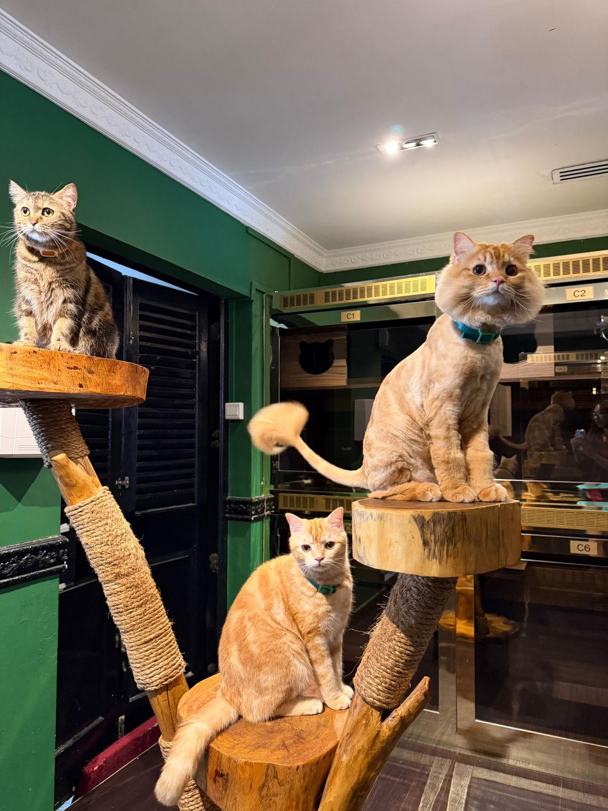 Cabin Feline Suite