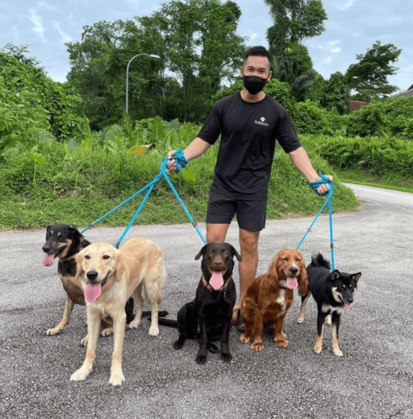 Professional Dog Walking