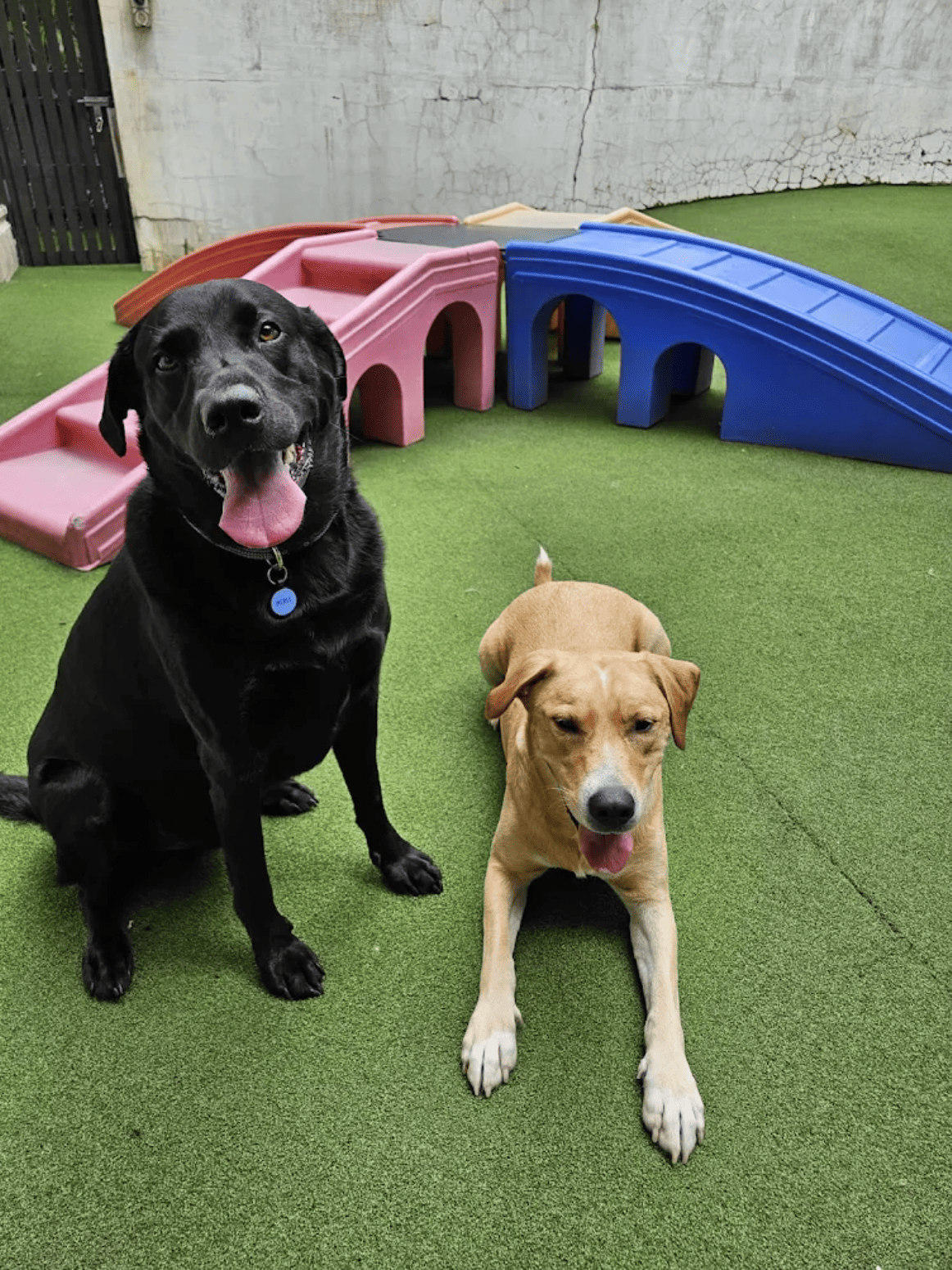 Hourly Dog Daycare