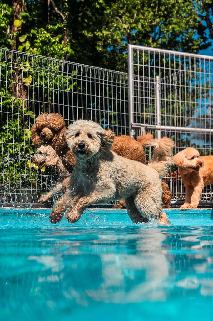 The Private Bone Pool