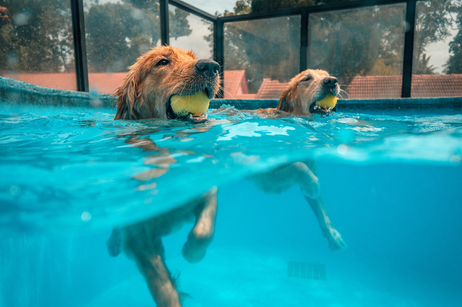 The Social Bone Pool