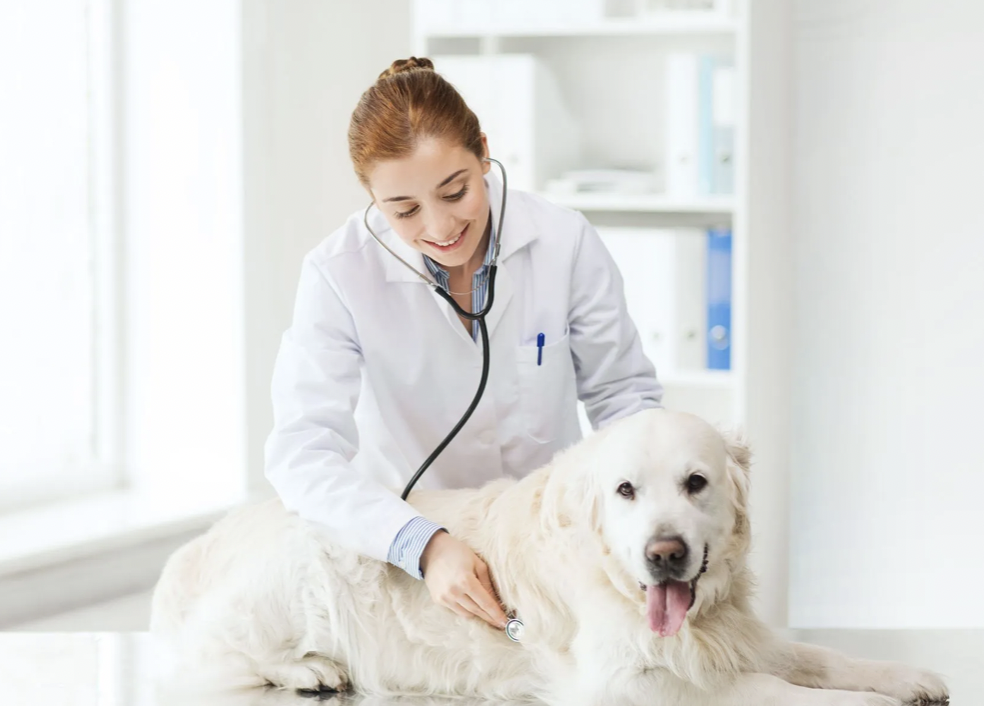 1-Hour Temperament Evaluation